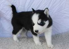 ??? Quality siberians huskys Puppies:???contact us at 973) 346-2587