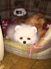 Beautiful Bear Face Micro Teacup Pom Available!/francisv.eronica027@gmail.com