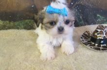 lovely shih tzu pup for adoption