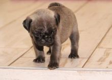 Small breed pug pup for sale.
