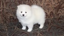 T-cup Size Pomeranian puppies for Re-homing