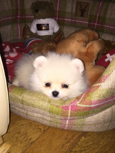 Beautiful Bear Face Micro Teacup Pom Available!/francisv.eronica027@gmail.com Image eClassifieds4u