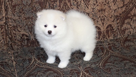 Stunning Teacup Pomeranian Puppies Image eClassifieds4u