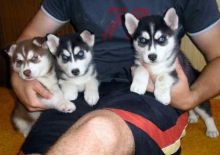 Adorable Blue Eyes Siberian Husky Puppies Text (678) 690-9149