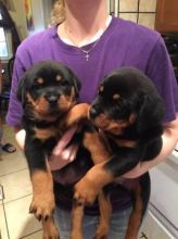 Adorable Rottweiler puppies Text us at (347) 674-4023