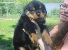 Amazing Rottweiler puppies Text us at (347) 674-4023