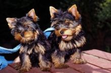 Yorkie puppies - $300/francisve.ronica027@gmail.com