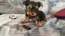 Friendly Yorkie Puppy for Re-homing