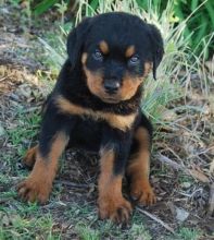 German Rottweiler pups for free Text (347) 674-4023