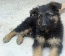German Shepard Puppies Available for Adoption