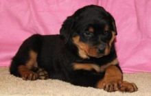 Intelligent Rottweiler pups for free Text (347) 674-4023