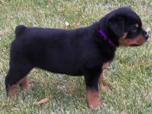 Nice Rottweiler Male & female Puppies