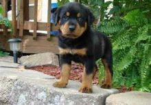 Pure breed Rottweiler puppies Text or call (347) 674-4023