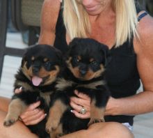 Quality Rottweiler puppies Text us at (347) 674-4023