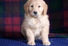 Splendid golden retriever puppies