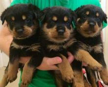 Well trained Rottweiler puppies Text (347) 674-4023