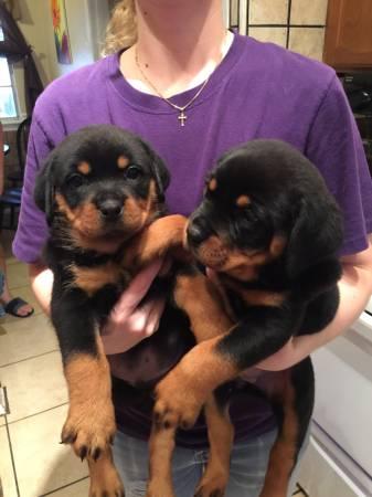 Adorable Rottweiler puppies Text us at (347) 674-4023 Image eClassifieds4u