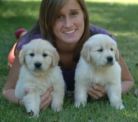 Friendly Golden Retriever Puppies. Image eClassifieds4u