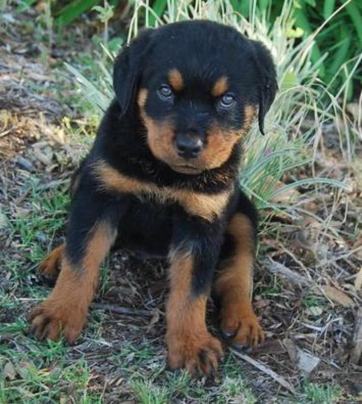 German Rottweiler pups for free Text (347) 674-4023 Image eClassifieds4u