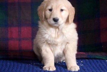 lovely Golden Retriever puppies in their sizes. Image eClassifieds4u