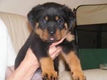 Energetic Rottweiler puppies Text (347) 674-4023 Image eClassifieds4U