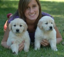 Friendly Golden Retriever Puppies. Image eClassifieds4U