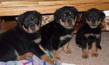 Friendly Rottweiler pups for free Text (347) 674-4023 Image eClassifieds4U