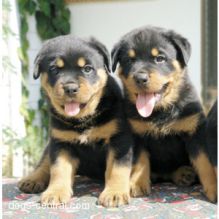 German Rottweiler puppies for new homes Image eClassifieds4U