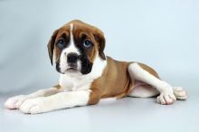 male and female boxer puppy for sale Image eClassifieds4U