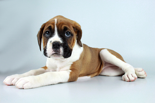 male and female boxer puppy for sale Image eClassifieds4u