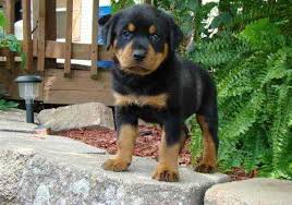 Pure breed Rottweiler puppies Text or call (347) 674-4023 Image eClassifieds4u
