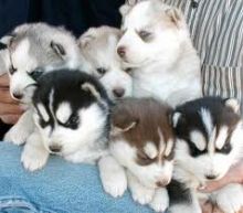 Awesome Siberian Husky puppies for adoption