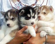 Beautiful Male and female Siberian husky puppies blue eyes