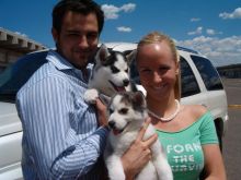 Beautiful Male and female Siberian husky puppies blue eyes