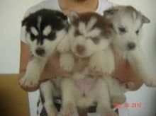 Beautiful Siberian Husky puppies