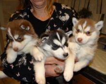 Cute Siberian Husky puppies for adoption