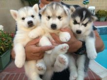 Cute Siberian Husky Puppies (Male and Female)..Home raised Black and white Siberian Husky puppies