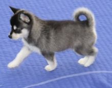 Akc registered Siberian Husky puppies/francisver.onica027@gmail.com