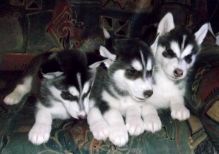 Male and female white Siberian husky puppies ready now to go