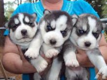 Purebred Siberian Husky puppies available