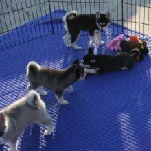 Registered Siberian Husky Puppy