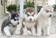 Siberian Husky puppies text (857) 997-2431