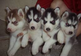 Cute and loving Siberian Husky puppies for adoption Image eClassifieds4u