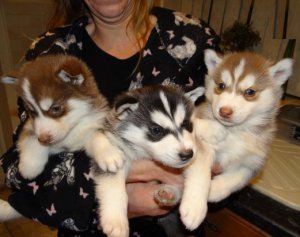Cute Siberian Husky puppies for adoption Image eClassifieds4u