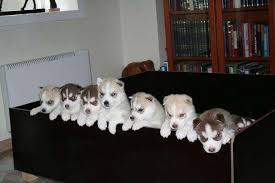 cute Siberian husky puppy text me at (857) 997-2431 Image eClassifieds4u