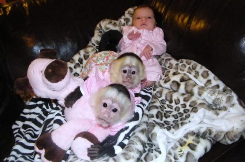 Healthy Capuchin Monkeys For Adoption Image eClassifieds4u