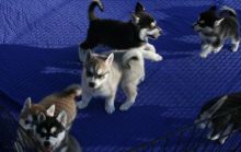 Absolutely stunning litter of pure bred Siberian husky puppies Image eClassifieds4U