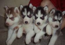 Cute and loving Siberian Husky puppies for adoption Image eClassifieds4U