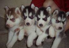 Cute and loving Siberian Husky puppies for adoption Image eClassifieds4U