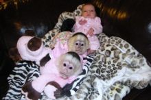 Healthy Capuchin Monkeys For Adoption Image eClassifieds4U